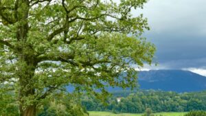 Große Eiche zwischen Hiensdorf und Marwang